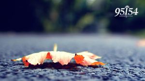 事关重阳节祭扫！广州市殡葬服务中心发布通告